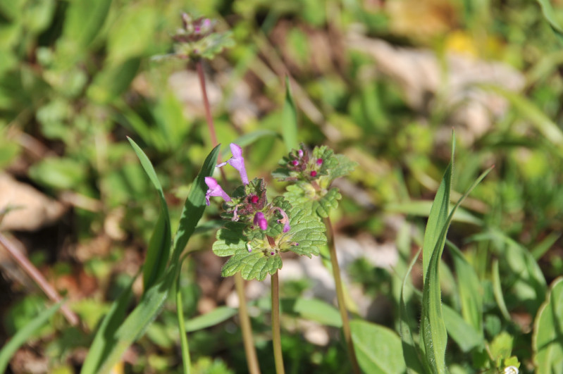 Lamium amplexicaule